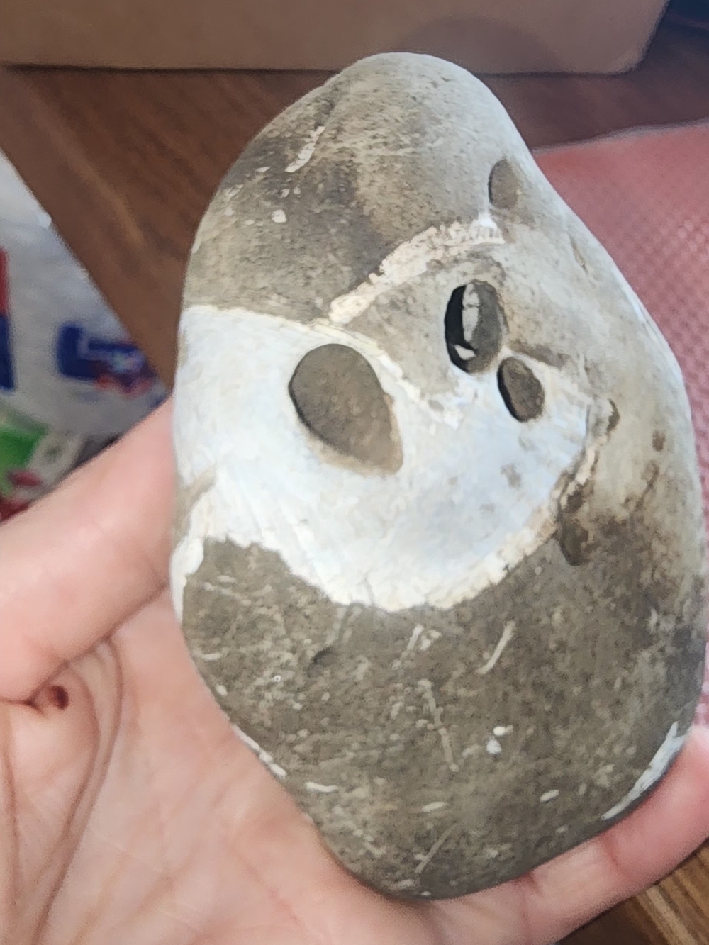 Hag Stone With Fossilized Shells In It - Picture 6 of 6